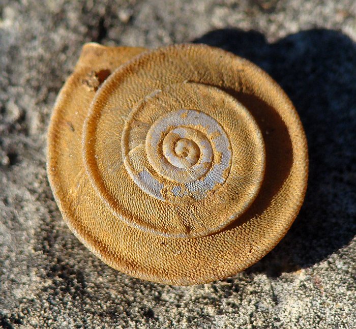 Gastropoda - da identificare