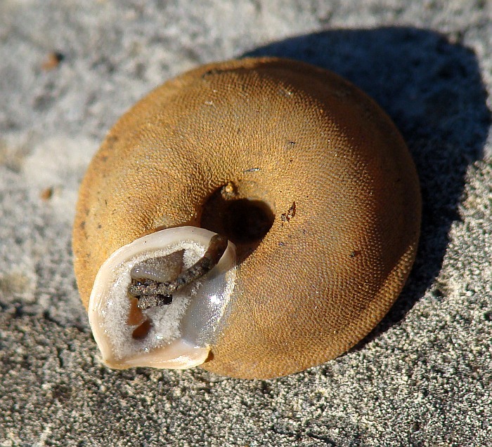 Gastropoda - da identificare