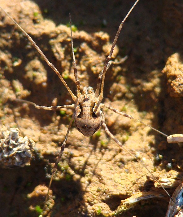 Opilione da Portogallo: Phalangiinae sp.