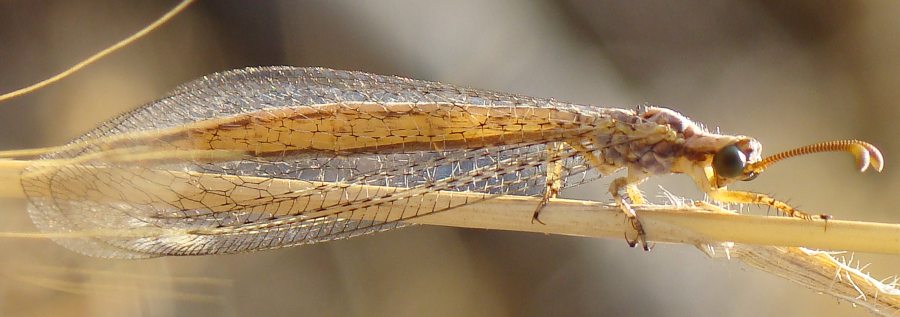 Macronemurus appendiculatus femmina