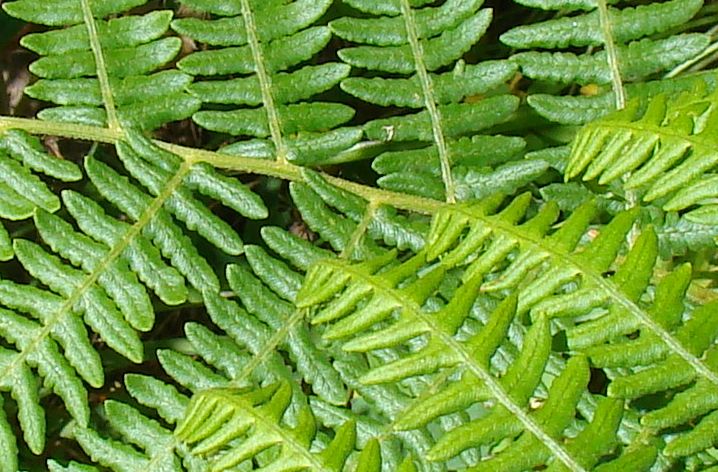 Pteridium aquilinum / Felce aquilina