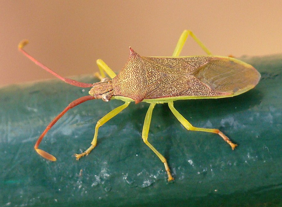 Coreidae: Plinachtus imitator dell''Algarve