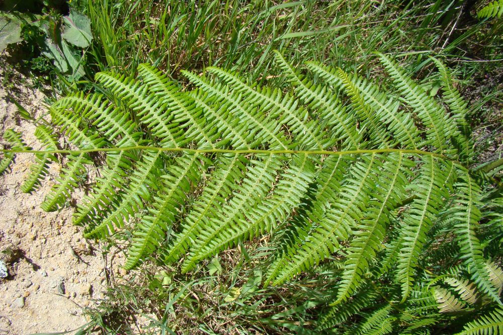 Pteridium aquilinum / Felce aquilina