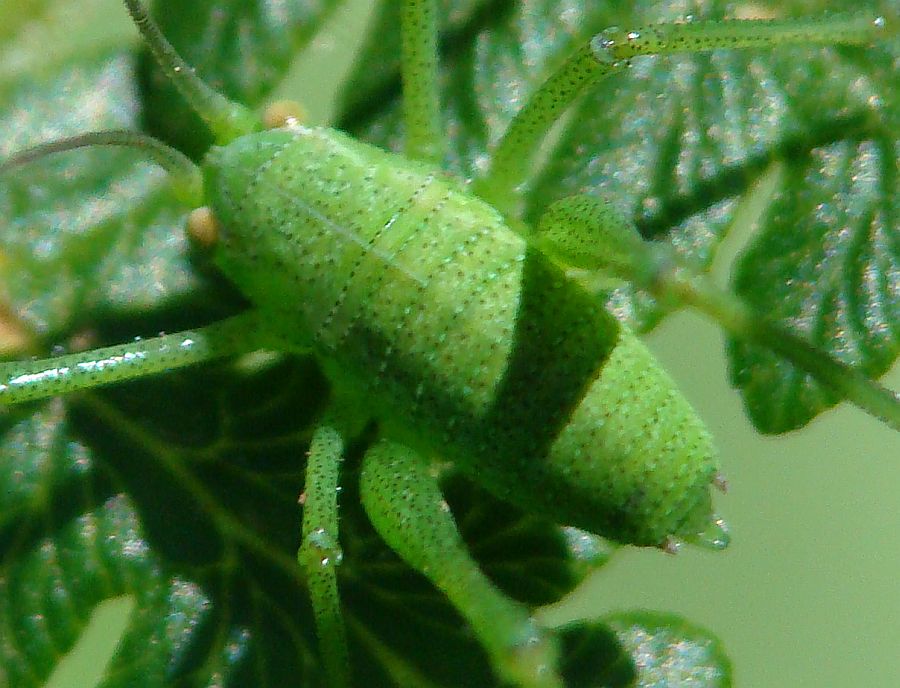 Odontura sp.  dal Portogallo