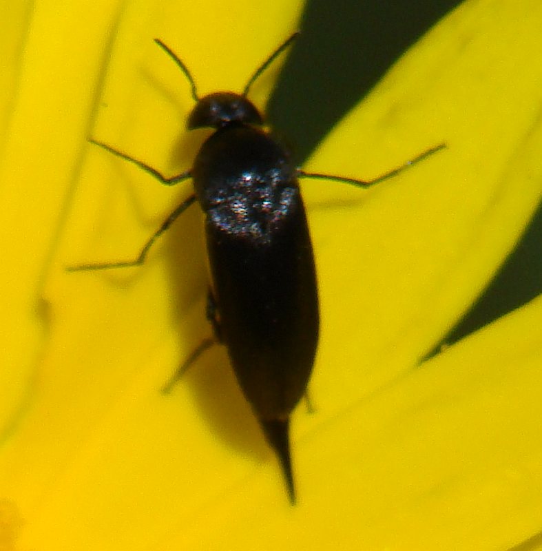 Mordellidae > Mordellistena sp.?