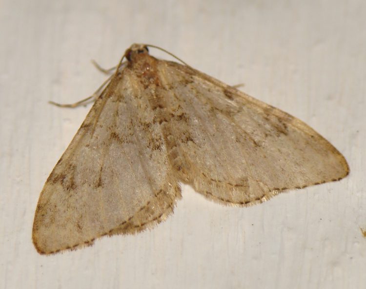 Mesotype sp. ? - Nebula ibericata