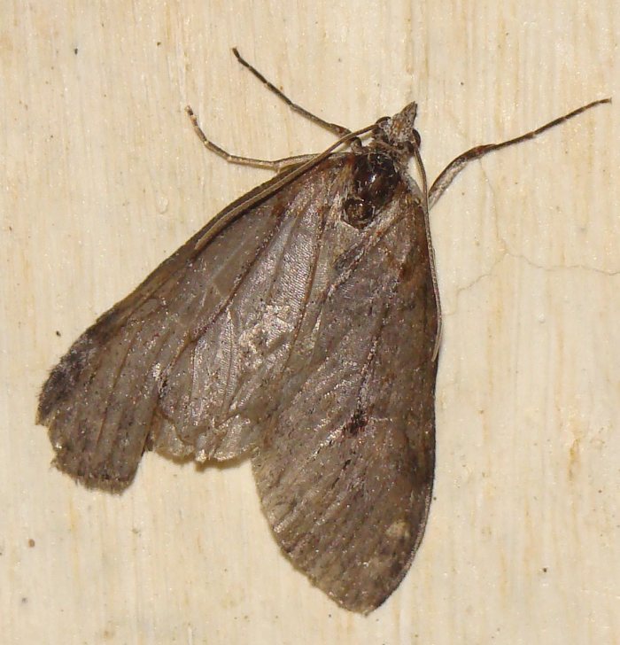 da identificare IV