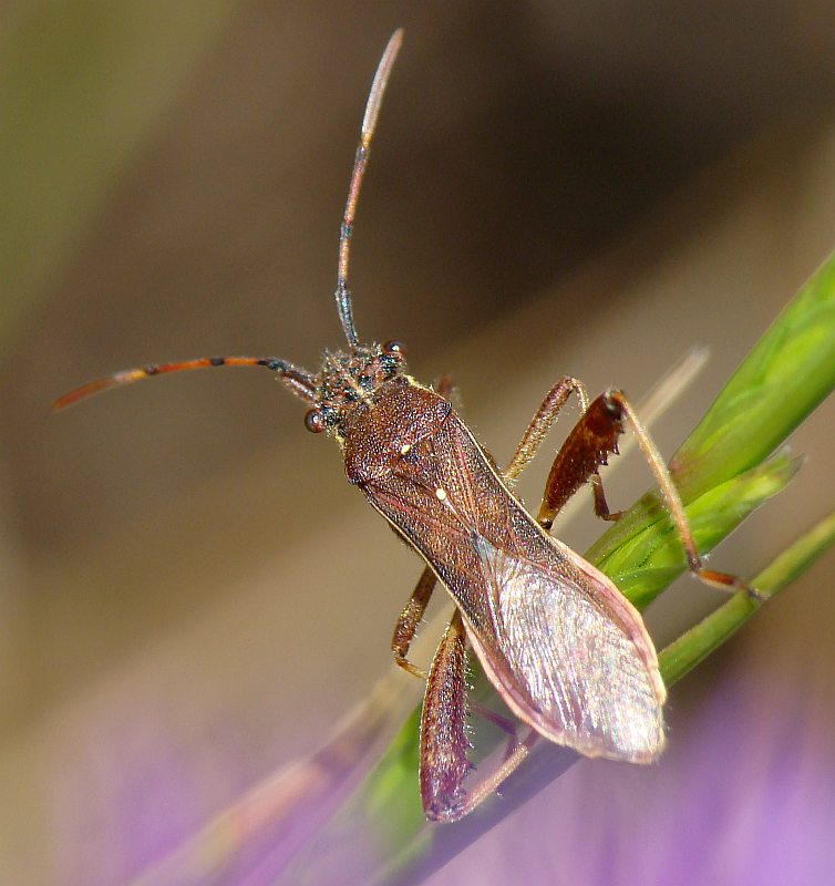 Alydidae: Camptopus lateralis del Portogallo (Algarve)