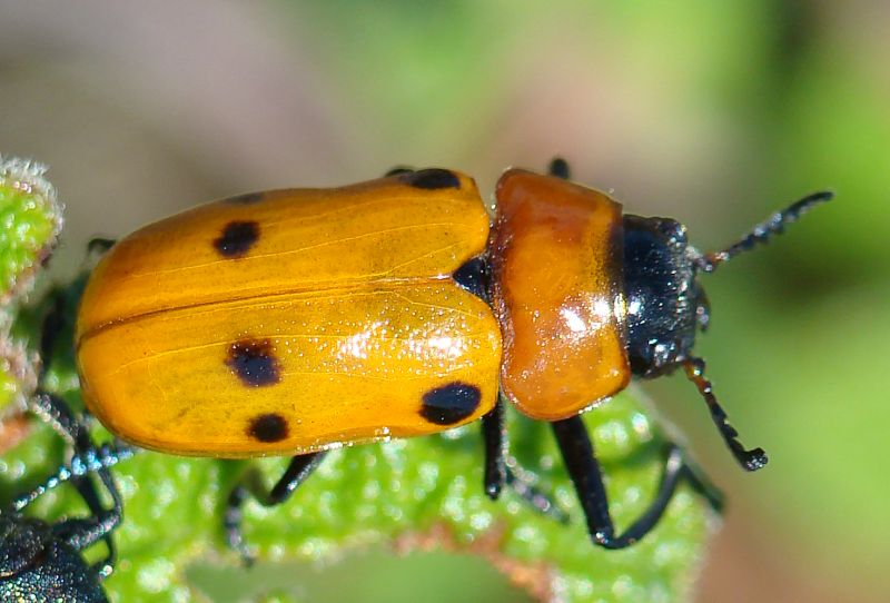 Chrysomelidae: a determinare