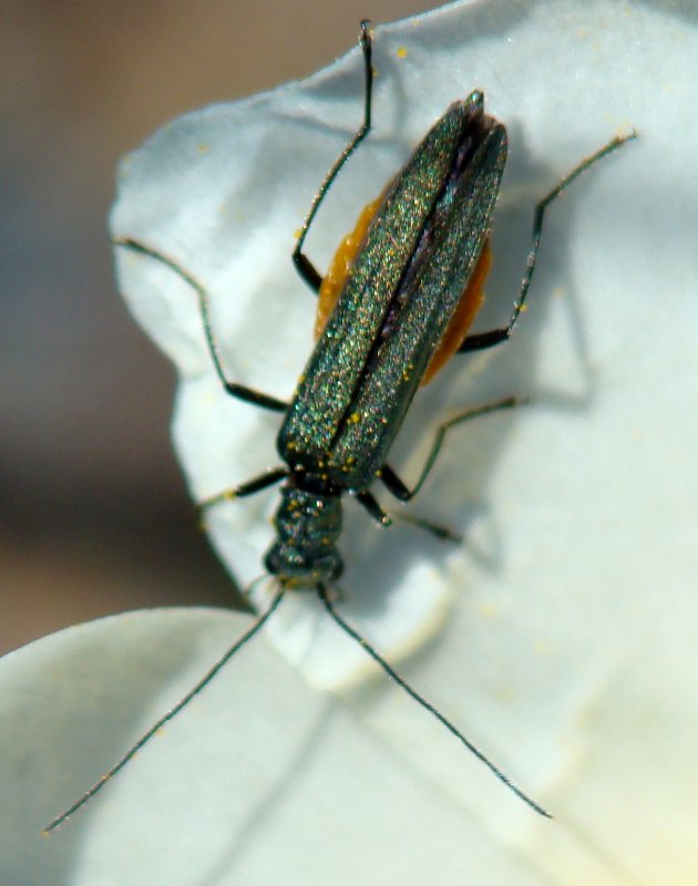 Oedemera - Da determinare: O. lurida