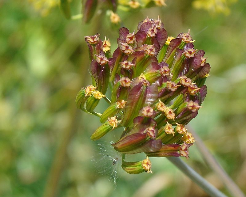 Thapsia garganica