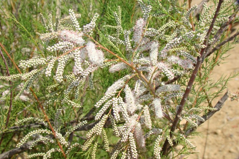 Tamarix sp.  (Caryophyllales - Tamaricaceae)