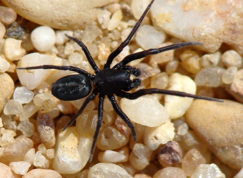 Amaurobiidae
