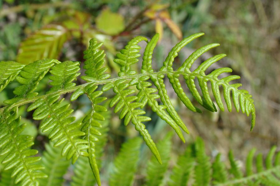 Pteridium aquilinum / Felce aquilina