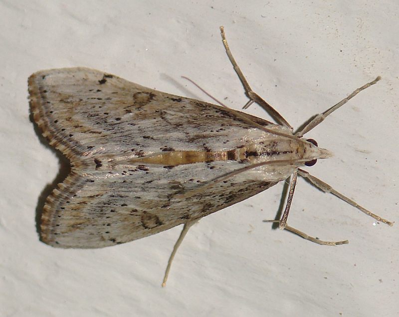 da identificare II - Evergestis isatidalis