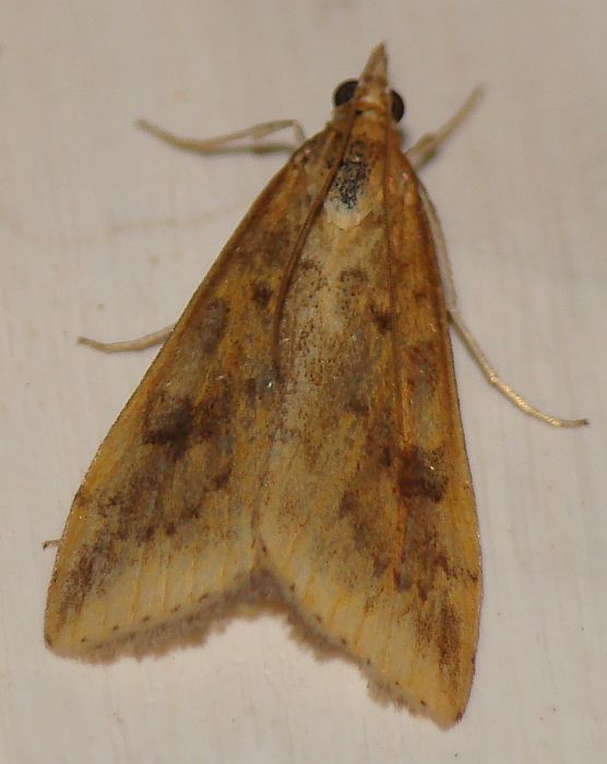 da identificare - Udea ferrugalis - Algarve, Portogallo