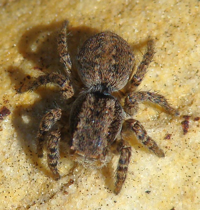 Aelurillus sp.