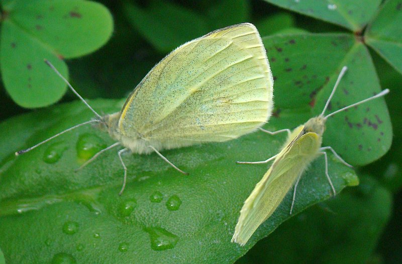 da identificare - Pieris sp.