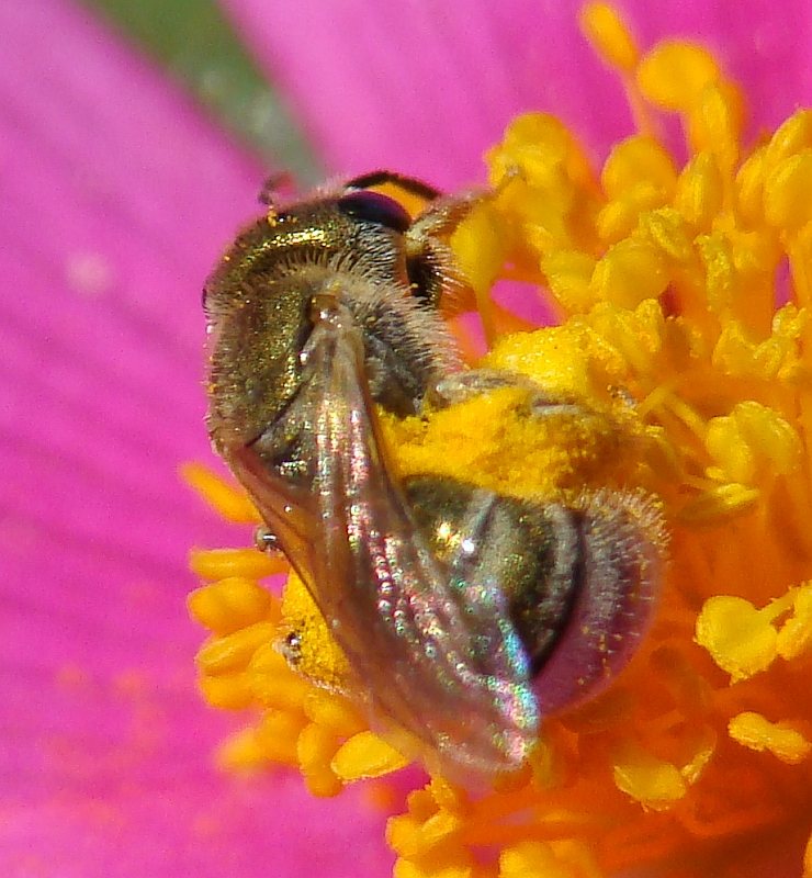 Halictus (Seladonia) sp.   (Apidae Halictinae)