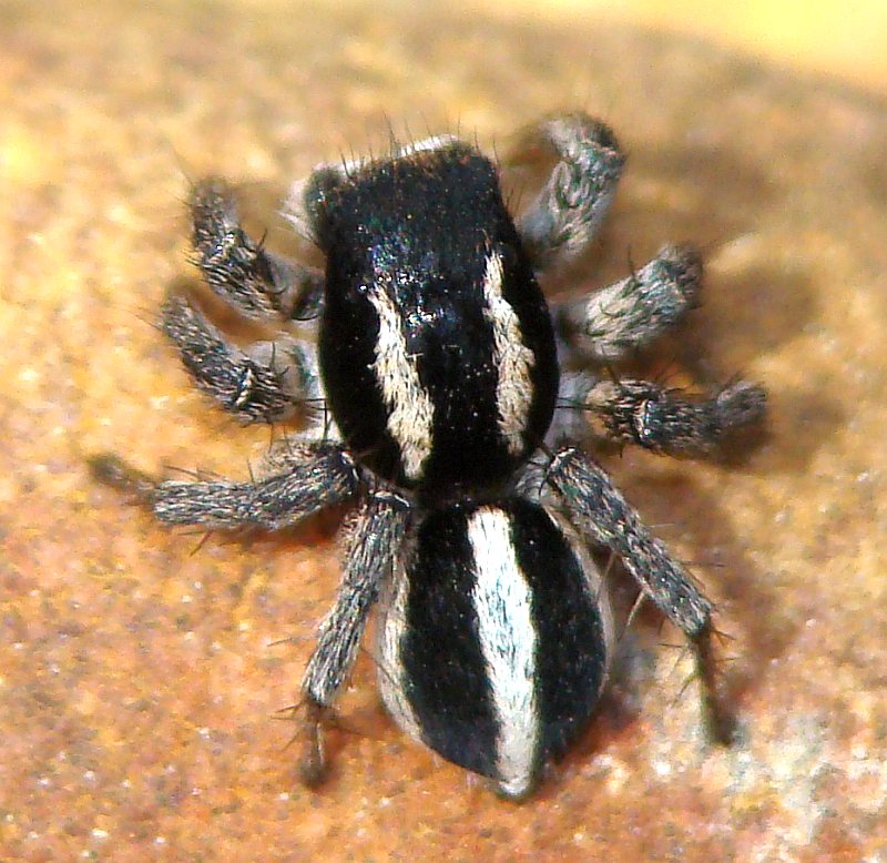 Aelurillus sp.
