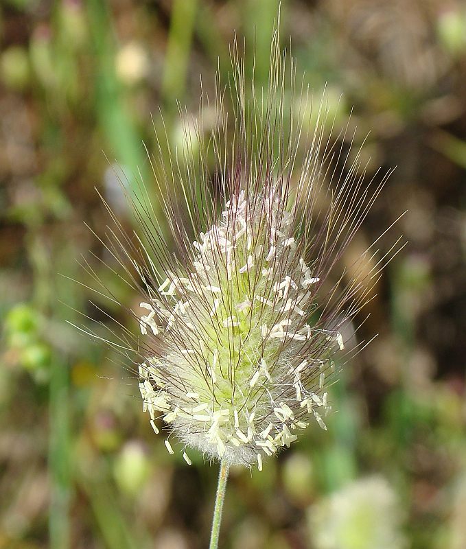 Lagurus ovatus / Piumino