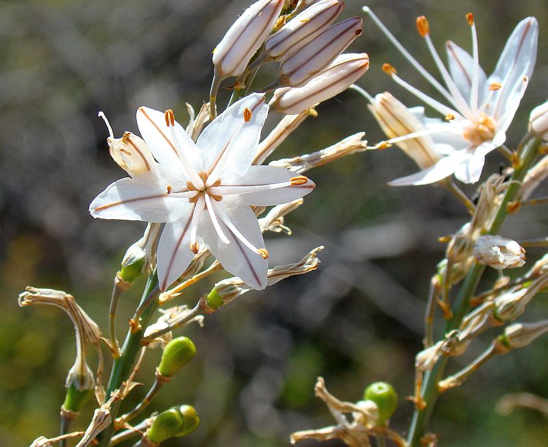 Asphodelus ramosus (= Asphodelus microcarpus)