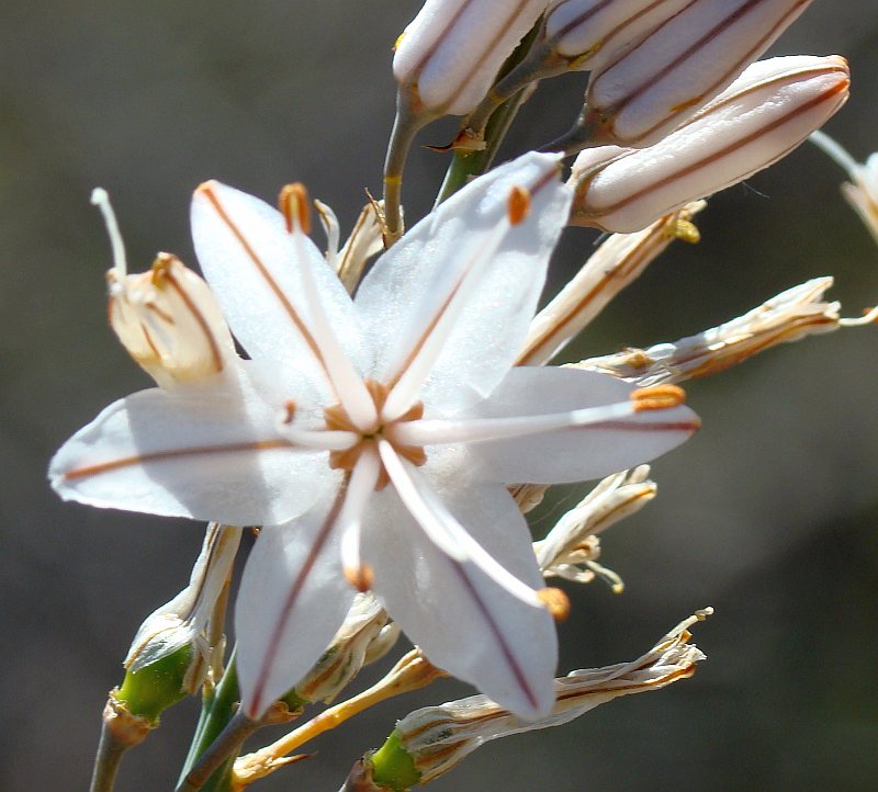 Asphodelus ramosus (= Asphodelus microcarpus)