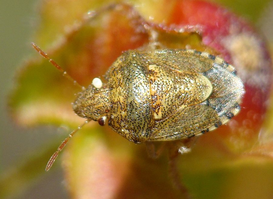 Pentatomidae: Staria lunata, parassitizzata