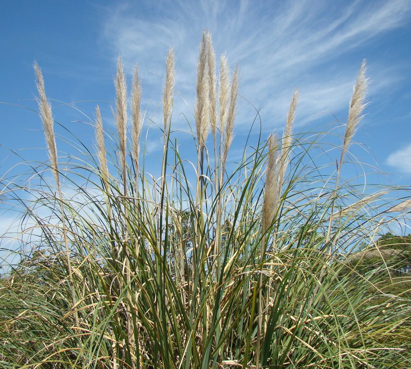 Cortaderia selloana