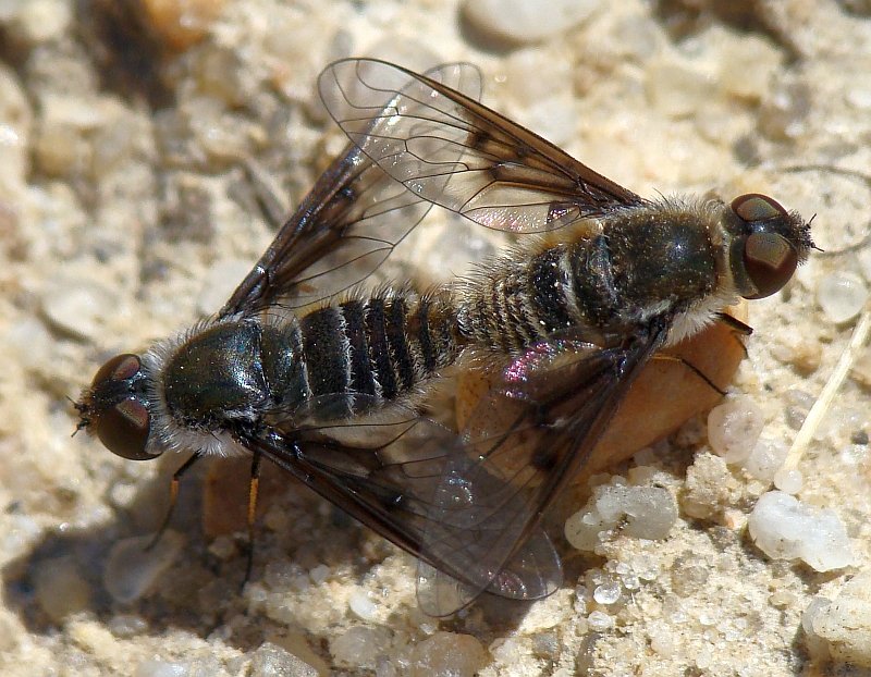 Bombyliidae: a determinare