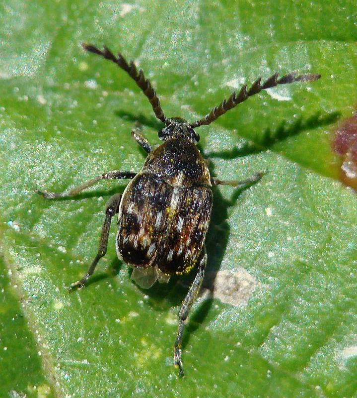 dal Portogallo: Bruchidius sp.