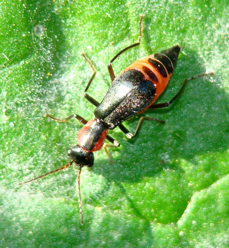 Malachiidae: Cyrtosus sp.