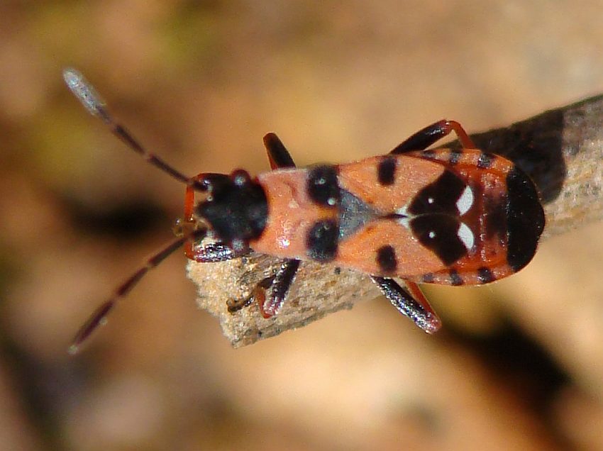 Lygaeidae: Horvathiolus guttatus del Portogallo (Algarve)