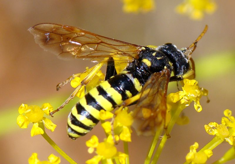 Da determinare - Tenthredo sp.