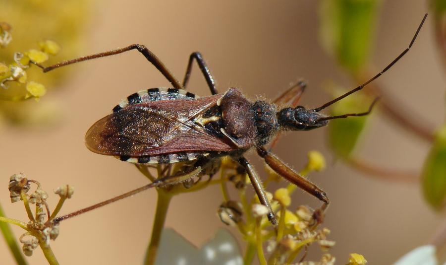 Rhynocoris erythropus ???