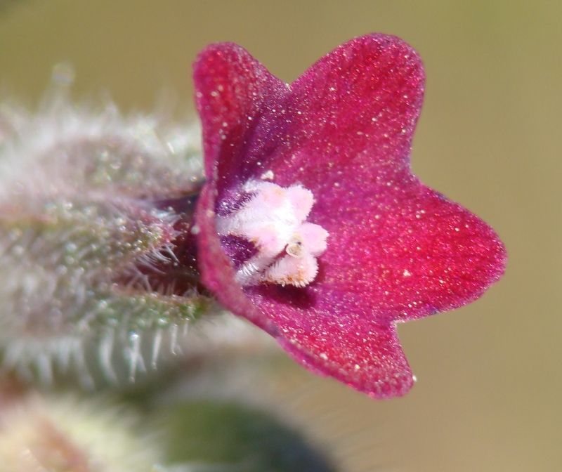 Nonea vesicaria / Nonnea purpurea