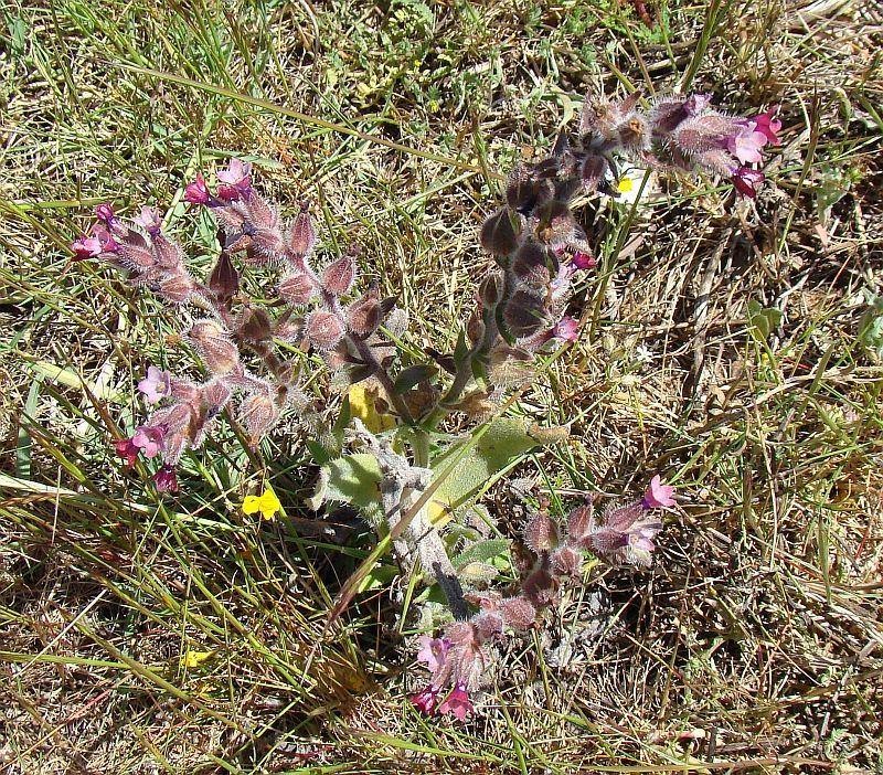 Nonea vesicaria / Nonnea purpurea