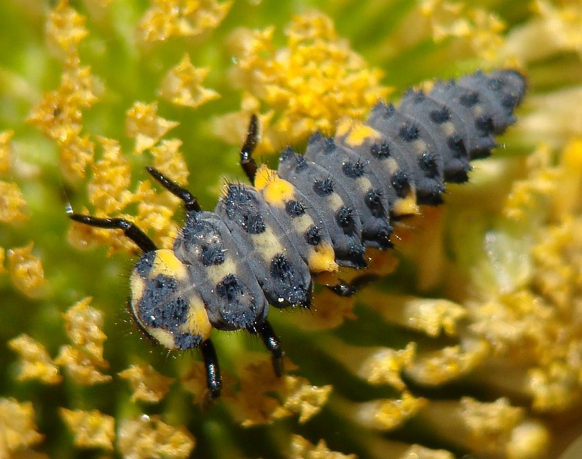 Bruco da identificare: Coccinella septempunctata