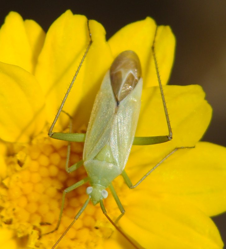 Taylorilygus apicalis ???
