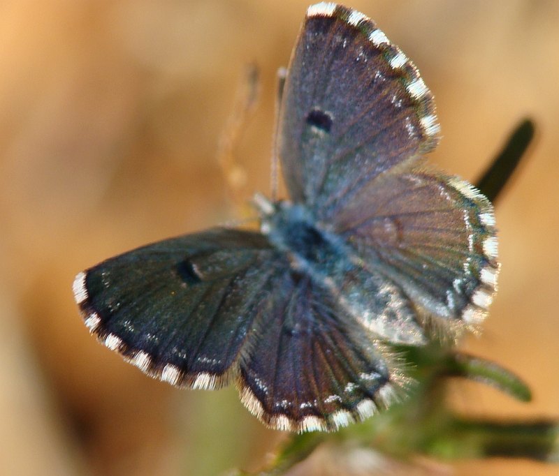 da determinare - Pseudophilotes sp.