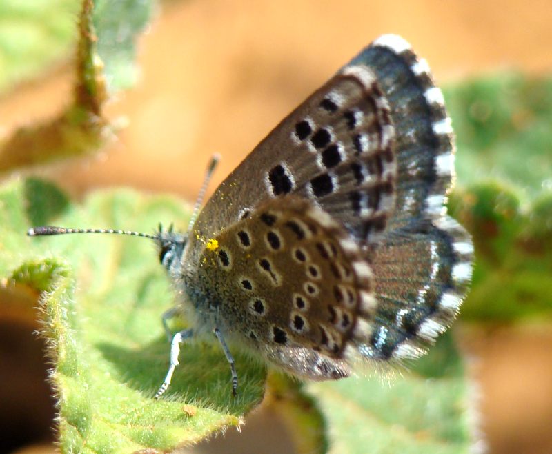 da determinare - Pseudophilotes sp.