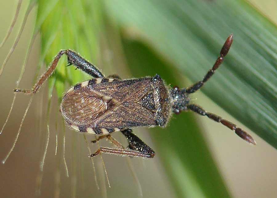 Loxocnemis dentator (Coreidae) dell''Algarve/Portogallo