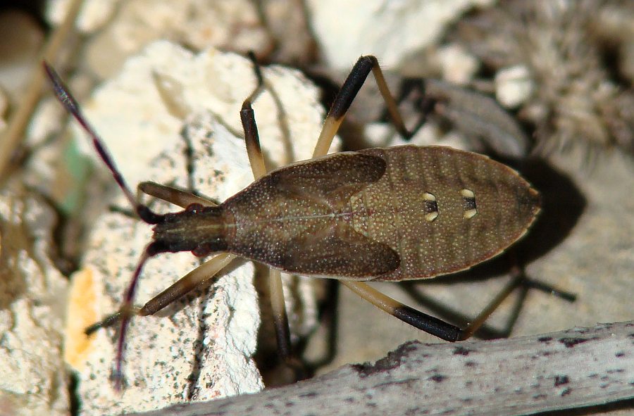 Ninfa di Dicranocephalus sp. (Stenocephalidae) dell''Algarve