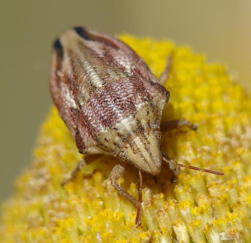 Odontotarsus grammicus (Scutelleridae) di Algarve/Portogallo