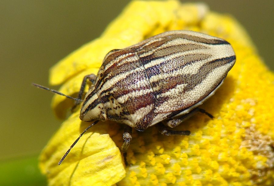 Odontotarsus grammicus (Scutelleridae) di Algarve/Portogallo