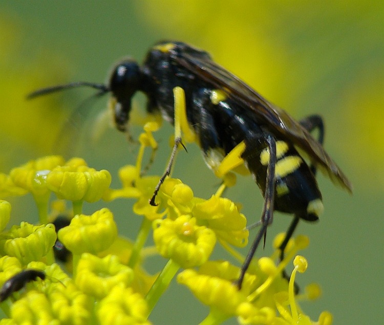 Tenthredinidae da determinare - Macrophya sp.