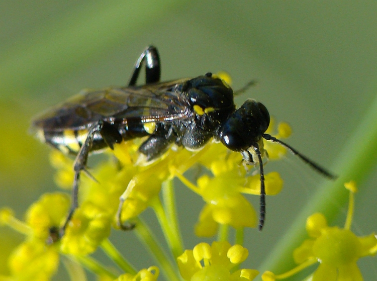 Tenthredinidae da determinare - Macrophya sp.