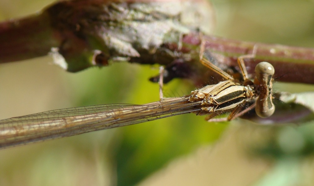 da determinare - Platycnemis acutipennis