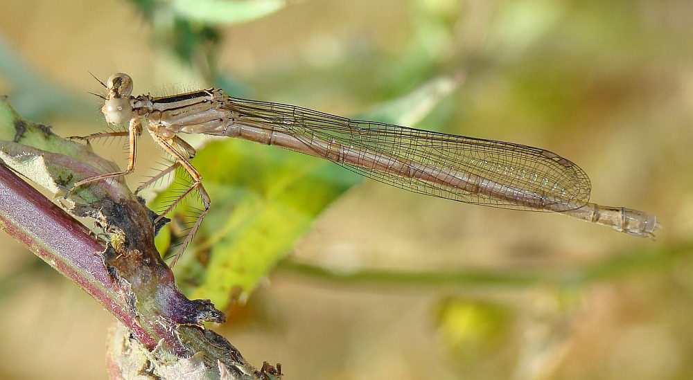 da determinare - Platycnemis acutipennis