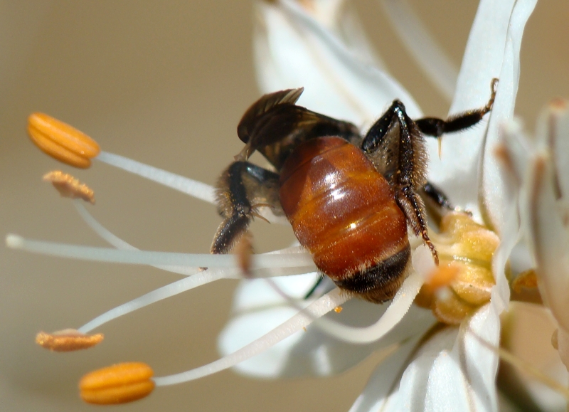 Andrena sardoa (Apidae Andreninae)